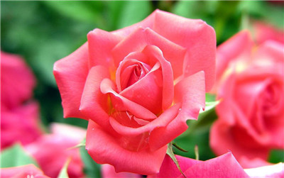 蔷薇花语是什么？不同颜色的蔷薇花语是什么？-图片1