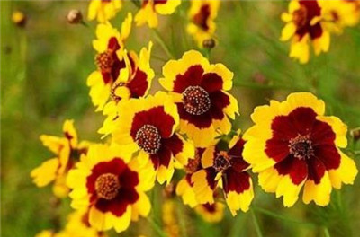 蛇目菊