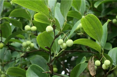 菝葜