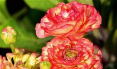 花毛茛