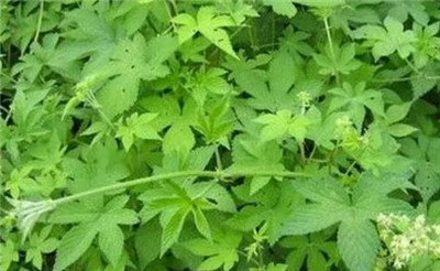 葎草