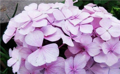八仙花