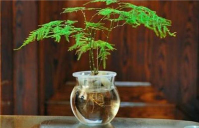 土培文竹怎么变水培