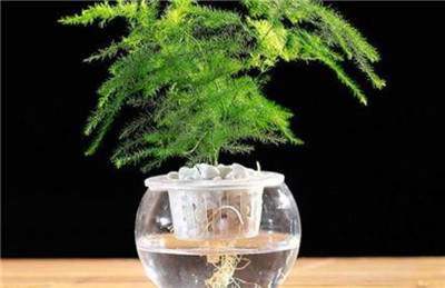 土培文竹怎么变水培
