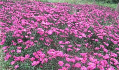 荷兰菊花