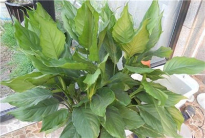 万年青摆放风水禁忌