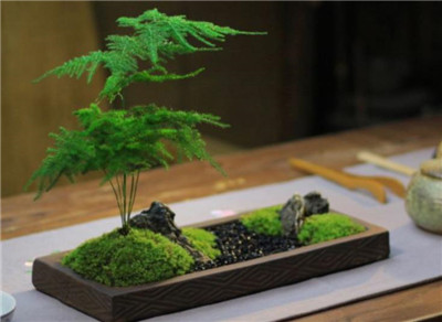文竹适合深盆还是浅盆