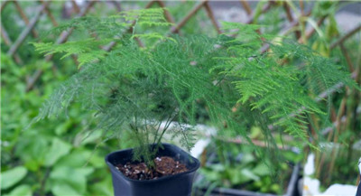 文竹适合养在怎样的花盆