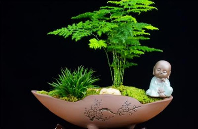 文竹种子的种植方法和注意事项
