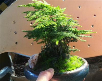 文竹种子的种植方法和注意事项