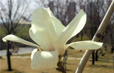 玉兰花是什么颜色，玉兰花的颜色有哪些-图片1