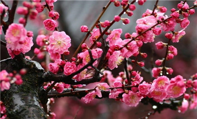 描写梅花的诗句有哪些，描写梅花的诗句大全-图片1