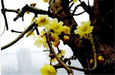 梅花的精神有哪些，梅花的精神是怎样的-图片1