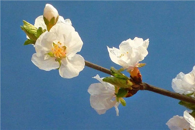 白梅花资料介绍，白梅花图片，白梅花的主要价值-图片1