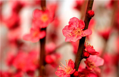 梅花的品质有哪些，梅花的品质是怎样的-图片1