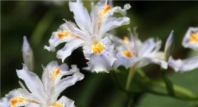 蝴蝶花