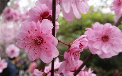 梅花象征着什么意义，梅花的花语和寓意是什么-图片2