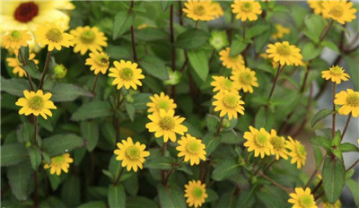 蛇目菊