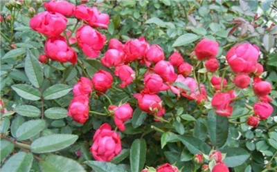 月季花是什么颜色的，月季花如何养护-图片2