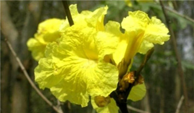 黄花风铃木