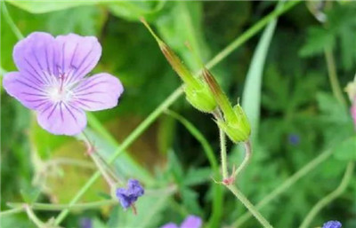 老鹳草