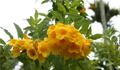 黄钟花