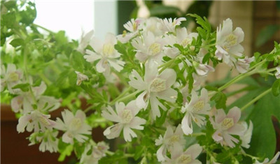 蛾蝶花