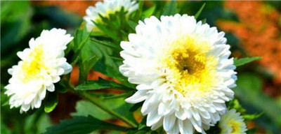 菊花的资料介绍，菊花图片，菊花的品种大全-图片1