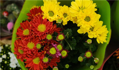 菊花代表什么