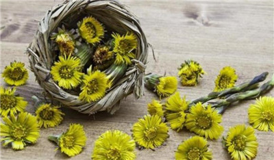 野菊花的功效，野菊花的功效和禁忌有哪些-图片1