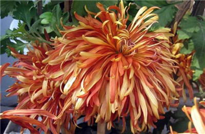 菊花的品种有哪些，菊花的品种大全-图片1