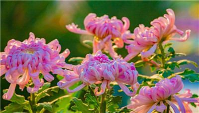 菊花展在什么地方，菊花展是几月几号
