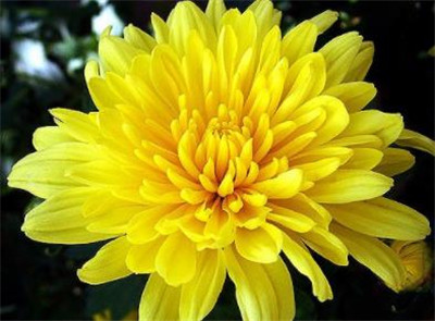 黄菊花资料介绍，黄菊花图片，黄菊花的主要价值-图片1