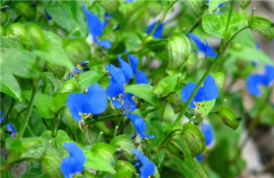 兰花草资料介绍，兰花草图片，兰花草的主要价值-图片1