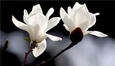 玉兰花资料介绍，玉兰花图片，玉兰花的主要价值-图片1