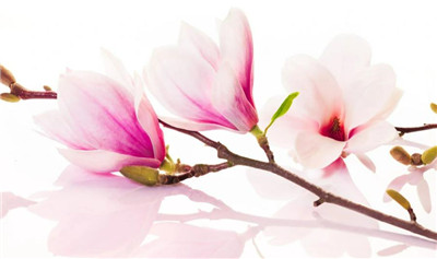 木兰花资料介绍，木兰花图片，木兰花的主要价值-图片1