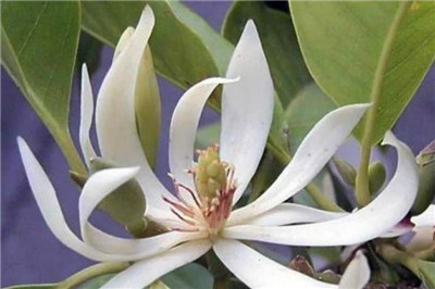 白兰花资料介绍，白兰花图片，白兰花的主要价值-图片1