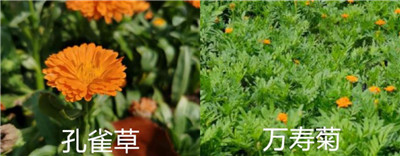 万寿菊与孔雀草区别