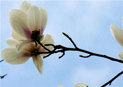 玉兰花语是什么，玉兰的寓意和象征意义-图片1