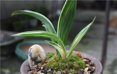 兰花种植方法，兰花种植的时间和要点-图片1