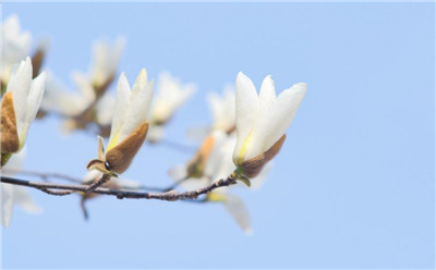 白玉兰花语是什么，白玉兰花语的花语和寓意是什么-图片1