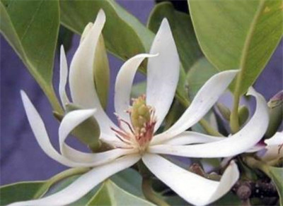 白兰花树资料介绍，白兰花树怎么养-图片1