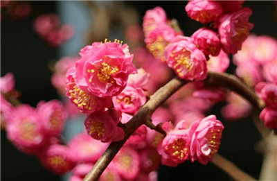 梅花的精神有哪些，梅花的精神是怎样的-图片2