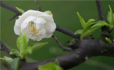 白梅花资料介绍，白梅花图片，白梅花的主要价值-图片2