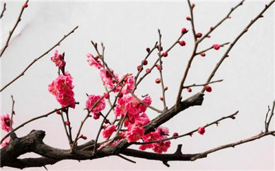 梅花象征着什么意义，梅花的花语和寓意是什么-图片1