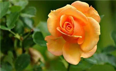 玫瑰花送几朵代表什么，玫瑰花送几朵代表什么含义-图片2