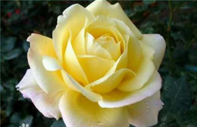 莱州月季花节什么时间开幕，莱州月季花节在那里举行-图片2