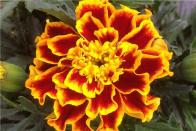 孔雀草花语
