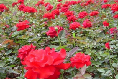 月季花栽培方法有哪些，月季花怎么栽培-图片1