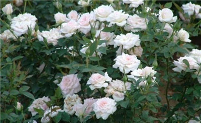 月季花是什么颜色的，月季花如何养护-图片1